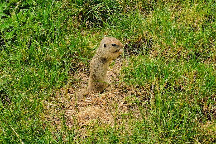 European ground squirrel, Spermophilus citellus, Blumengärten Hirschstetten, European ground squirrel, 22. Bezirk, Donaustadt, Wien, Vienna, Austria, Österreich, fotoeins.com