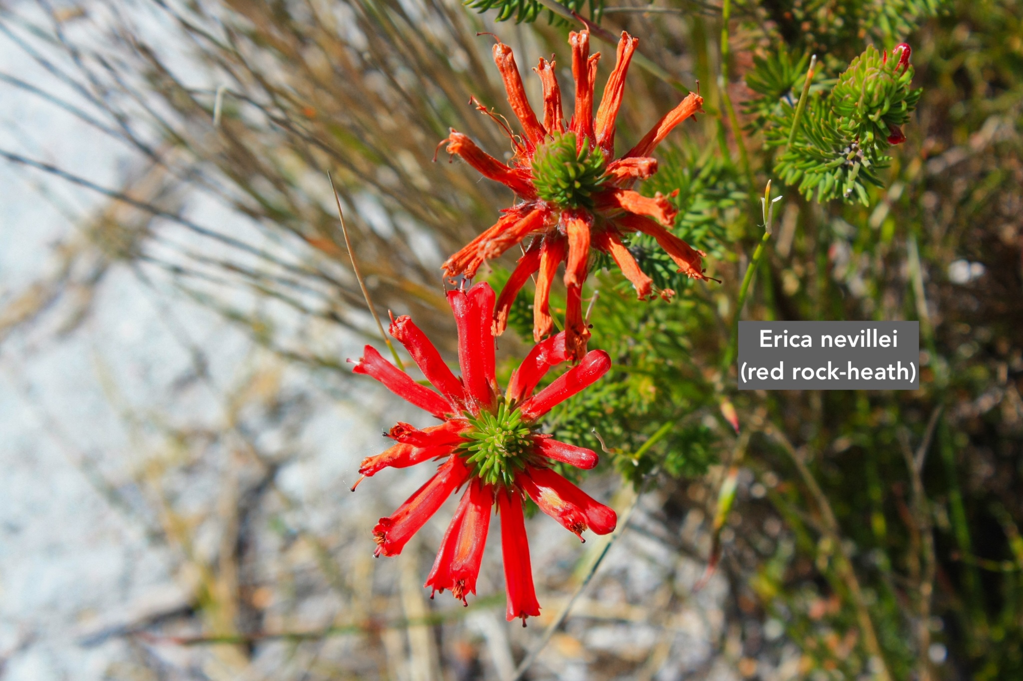 Table Mountain, Table Mountain Nature Reserve, Cape Peninsula, Cape Town, South Africa, fotoeins.com