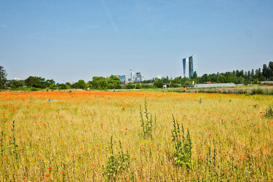 Oberrad, Oberräder Kräuterfelder, Frankfurt am Main, Hesse, Hessen, Germany, Deutschland, fotoeins.com