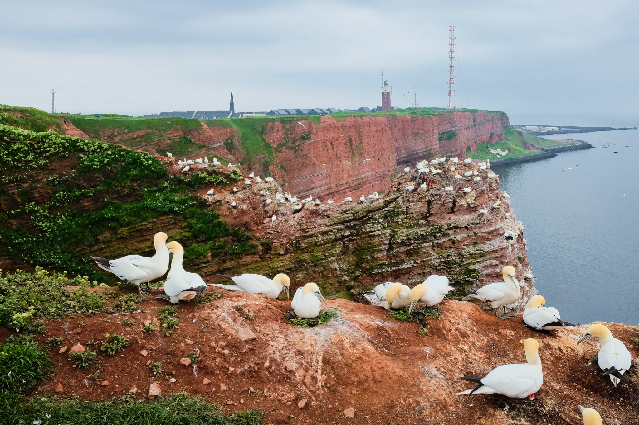Helgoland, Heligoland, Schleswig-Holstein, Düne, Nordsee, North Sea, Germany, Deutschland, fotoeins.com