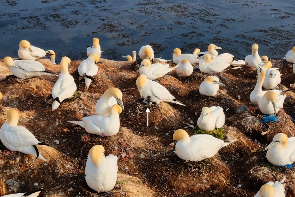 Helgoland, Heligoland, Schleswig-Holstein, Düne, Nordsee, North Sea, Germany, Deutschland, fotoeins.com
