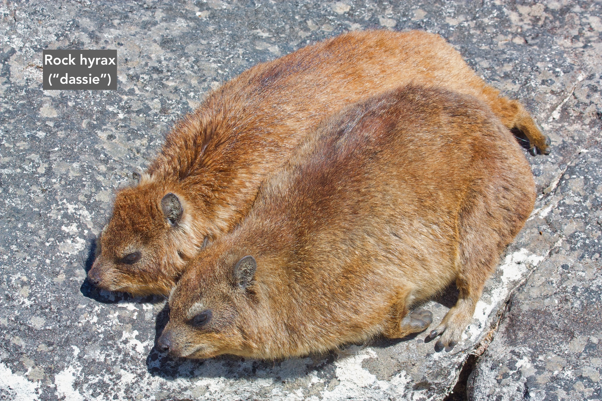 Table Mountain, Table Mountain Nature Reserve, Cape Peninsula, Cape Town, South Africa, fotoeins.com